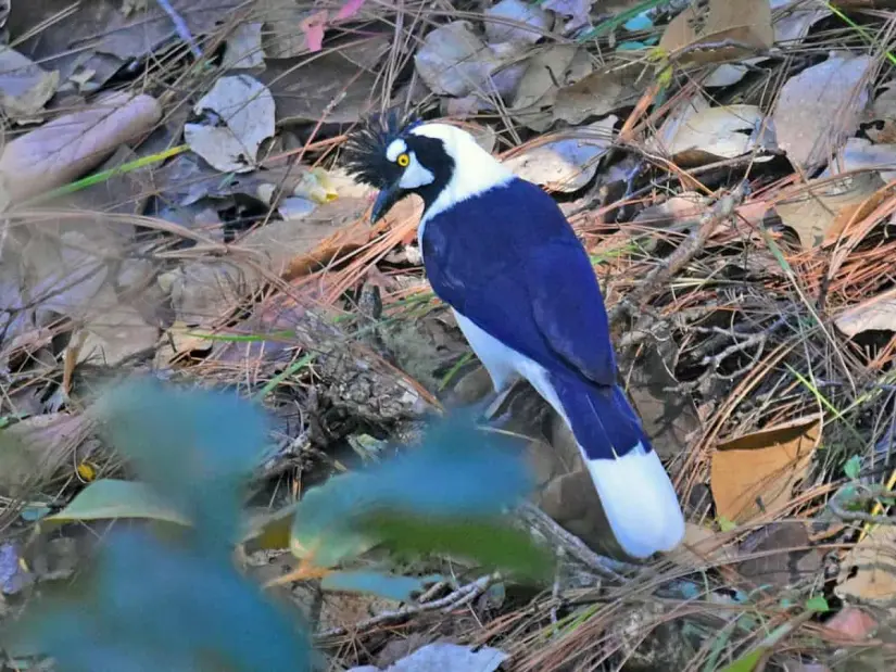 Chara Pinta, un ave del bosque de pinos y encinos de la sierra de Sinaloa. Foto eBird