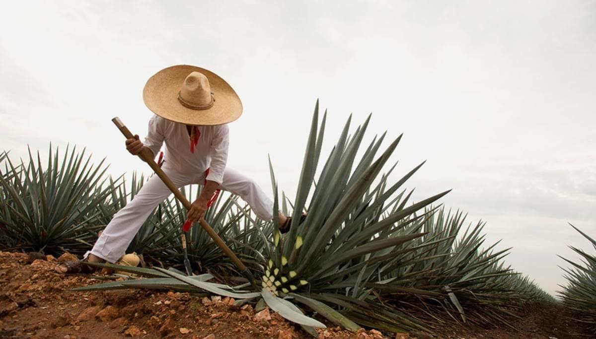 Jimador cortando agave en Tequila, Jalisco. Foto Gobierno de México