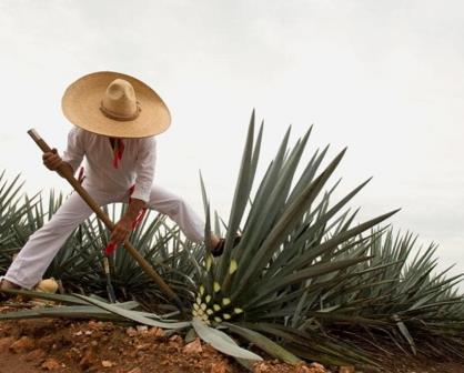 Tequila: Municipio y elemento de la gastronomía tapatía