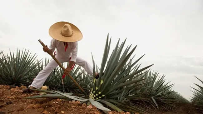 Jimador cortando agave en Tequila, Jalisco. Foto Gobierno de México