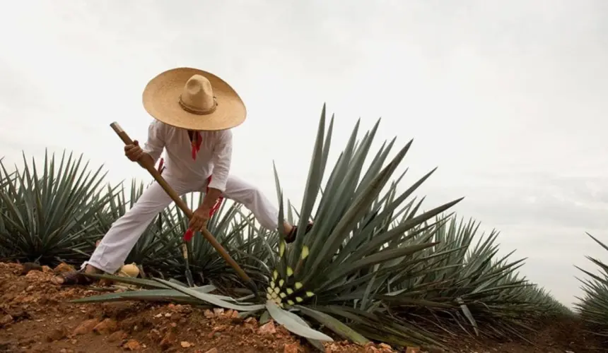 Jimador cortando agave en Tequila, Jalisco. Foto Gobierno de México