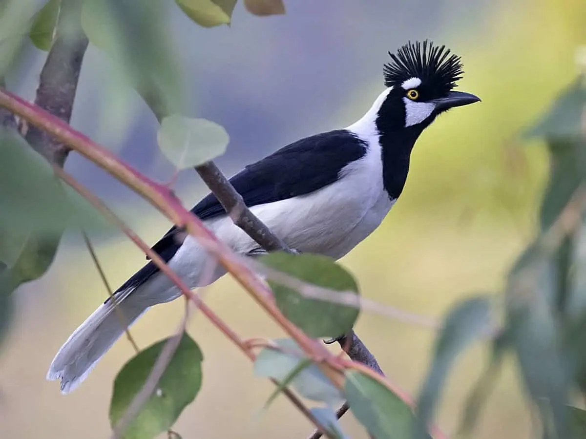 La Chara Pinta sinaloense es una hurraca de características únicas, en la lista roja. Foto eBird