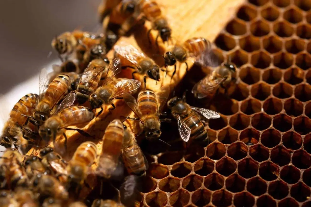 El propósito es ayudar a disminuir la cantidad de estrés generado a las abejas