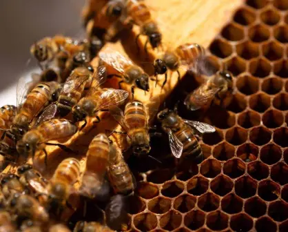 Estudiante de Chapingo propone impresión de colmenas 3D para incrementar proliferación de abejas