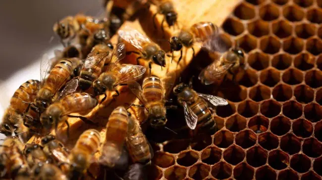 El propósito es ayudar a disminuir la cantidad de estrés generado a las abejas