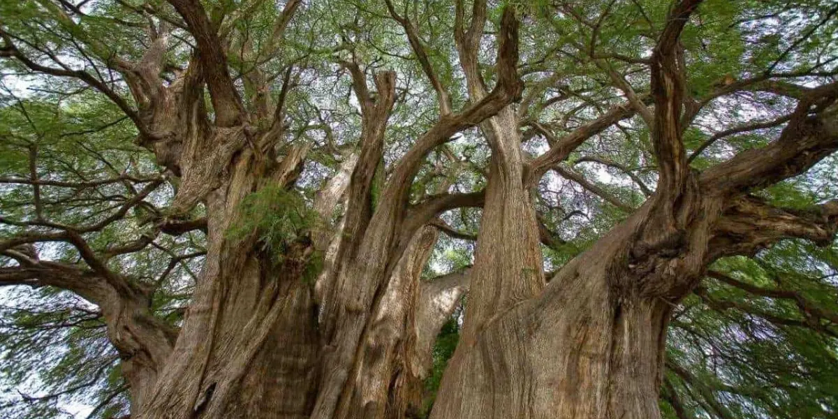 Ahuehuete, el árbol milenario de México. Foto NatGeo