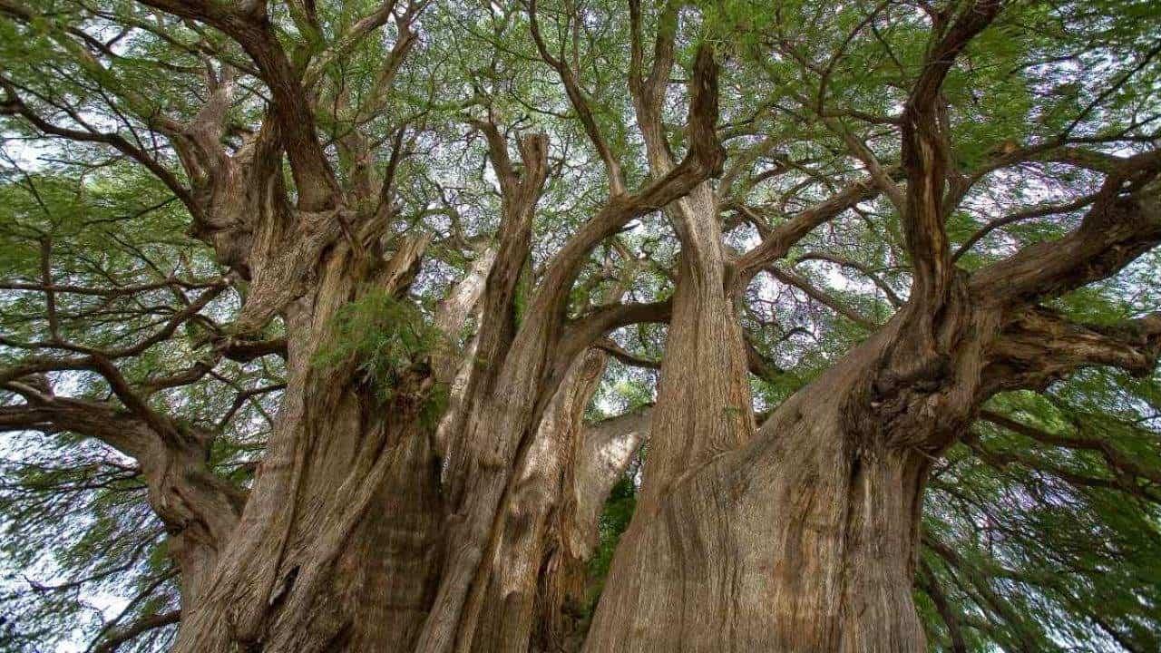 Ahuehuete, el árbol milenario de México. Foto NatGeo