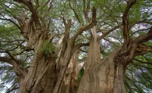 ¿Cuál es el árbol más viejo de México?
