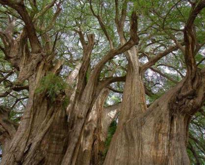 ¿Cuál es el árbol más viejo de México?