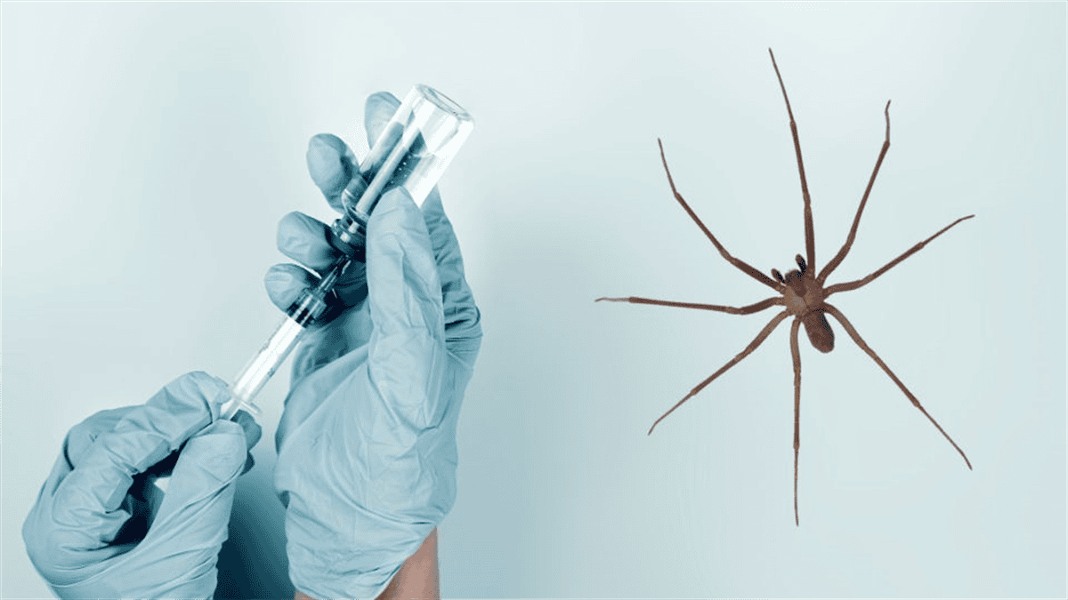 El antídoto para la picadura de araña violinista se puede encontrar hasta en más de 16 mil pesos mexicanos 