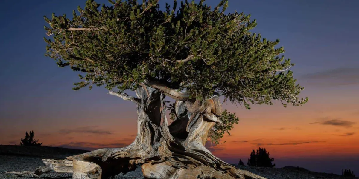 Árbol bristlecone en el monte Washington. Foto Keith Ladzinski para National Geographic