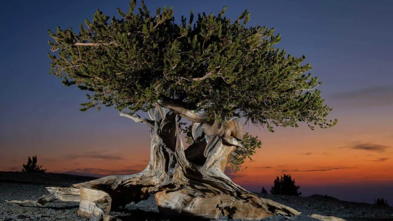 Árbol bristlecone en el monte Washington. Foto Keith Ladzinski para National Geographic
