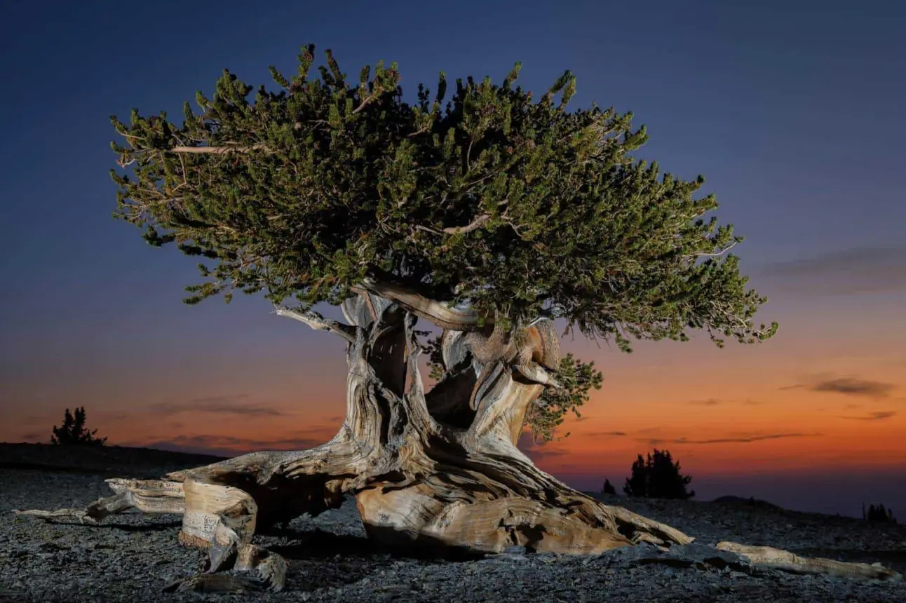 Árbol bristlecone en el monte Washington. Foto Keith Ladzinski para National Geographic