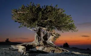 ¿Cuáles son los árboles más viejos del mundo?