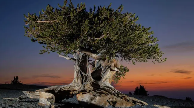 Árbol bristlecone en el monte Washington. Foto Keith Ladzinski para National Geographic