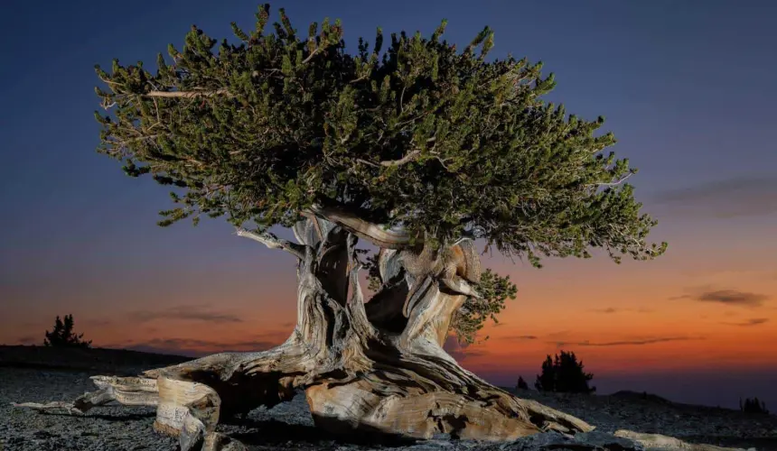 Árbol bristlecone en el monte Washington. Foto Keith Ladzinski para National Geographic