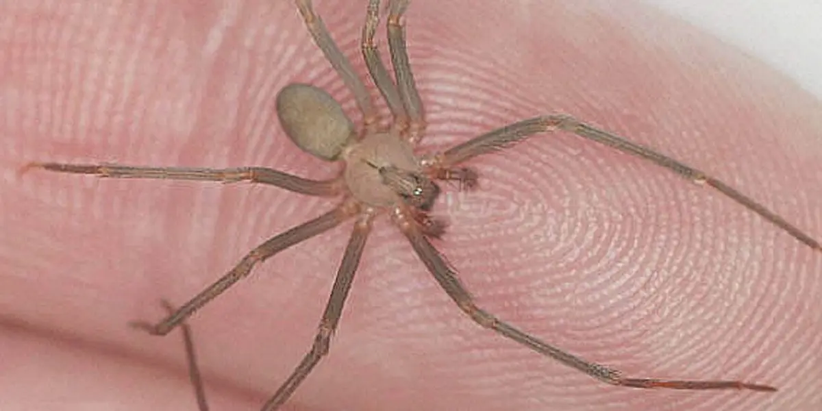 Araña violinista.