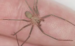 Precio del antídoto para la picadura de una araña violinista