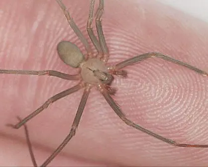 Precio del antídoto para la picadura de una araña violinista