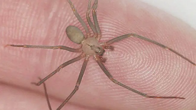 Araña violinista.