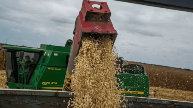 Ya preparan estrategia de comercialización de maíz en Sinaloa