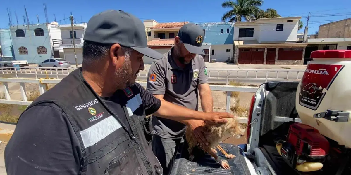 Elementos de Protección Civil rescatan a un perrito de un dren en la colonia Agustina Ramírez.