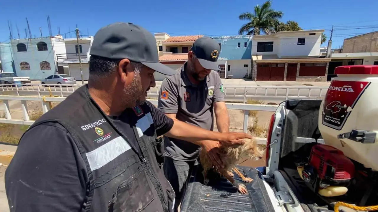 Elementos de Protección Civil rescatan a un perrito de un dren en la colonia Agustina Ramírez.