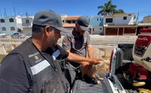 Elementos de Protección Civil salvan a Greñudo de un dren en la colonia Agustina Ramírez en Culiacán