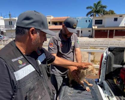Elementos de Protección Civil salvan a Greñudo de un dren en la colonia Agustina Ramírez en Culiacán