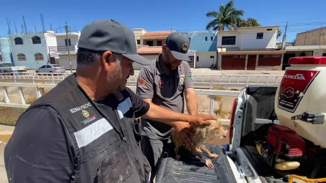 Elementos de Protección Civil rescatan a un perrito de un dren en la colonia Agustina Ramírez.