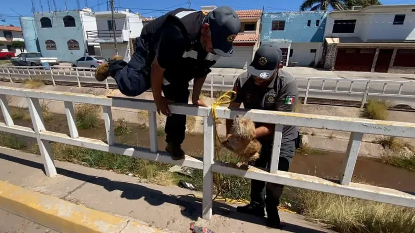 Rescate de perrito