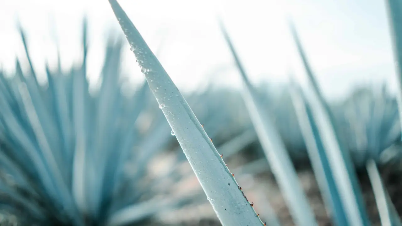 El tequila refleja la riqueza cultural de las bebidas mexicanas | Imagen: BRUNO CERVERA