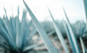Tequila mexicano: ¿Cuál tequila tiene el reconocimiento del mejor del mundo?