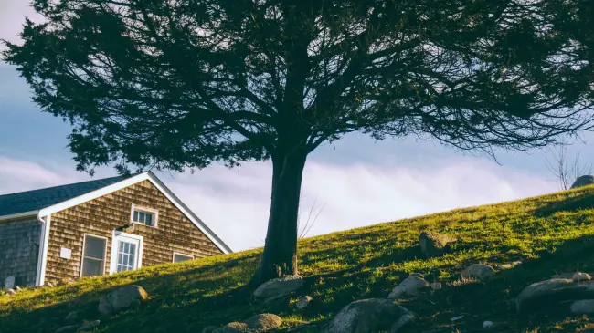 Un árbol en el hogar trae múltiples beneficios | Imagen: Matthew Brodeur
