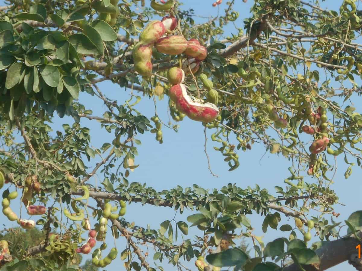 Árbol de guamúchil en fructificación