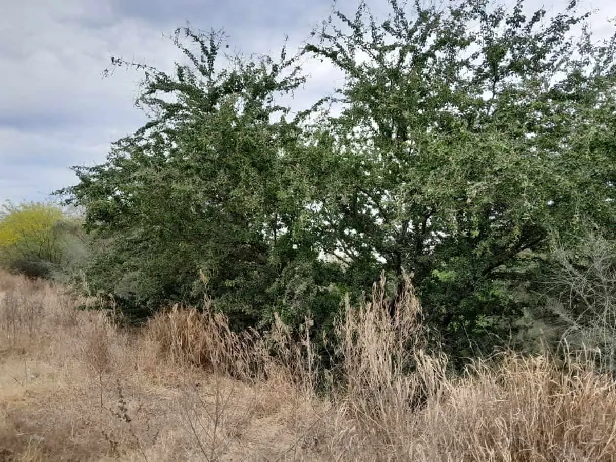 Árbol de guamúchil, representativo de la selva de Sinaloa