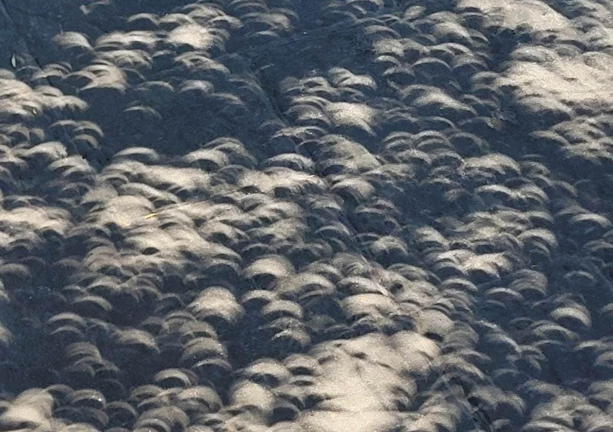 Durante el eclipse solar fue posible observar sombras de luna bajo los árboles. Foto: X