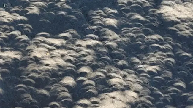 Durante el eclipse solar fue posible observar sombras de luna bajo los árboles. Foto: X