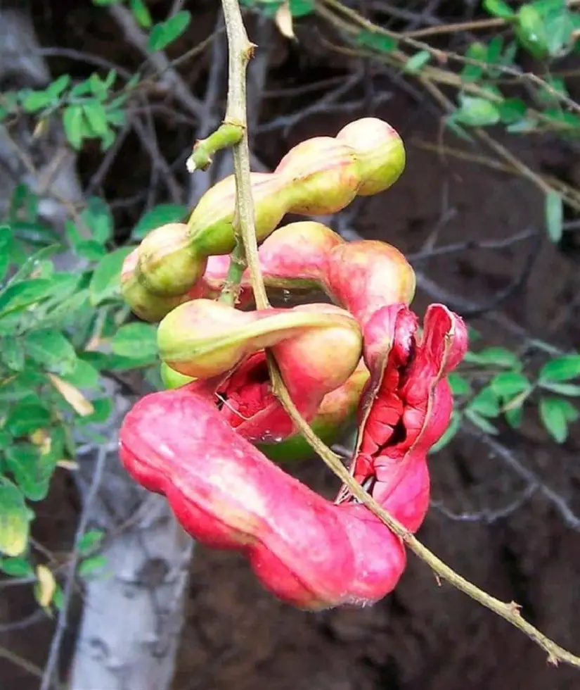 El guamúchil contiene antioxidantes como: flavonoides, terpenoides, fenoles