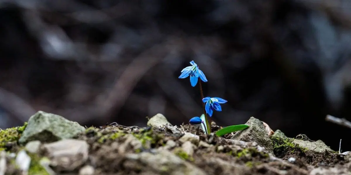 Renacer de flores. Foto Pixabay