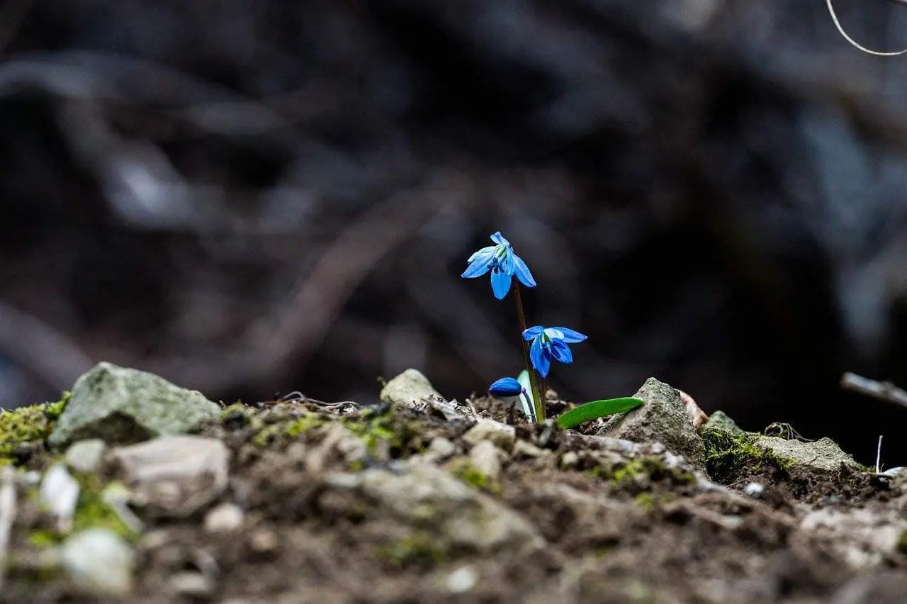 Renacer de flores. Foto Pixabay