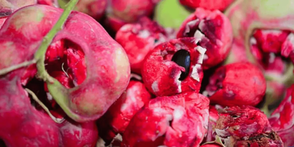 Vaina de guamúchil variedad roja, antiparasitario y alimento funcional