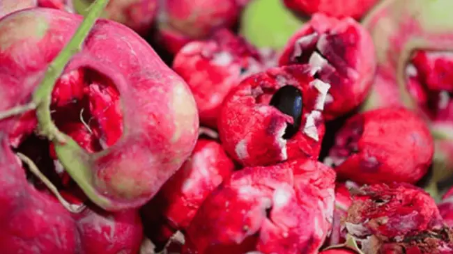 Vaina de guamúchil variedad roja, antiparasitario y alimento funcional