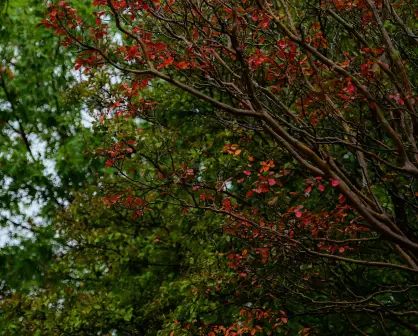 Árbol crespón ideal para jardines pequeños