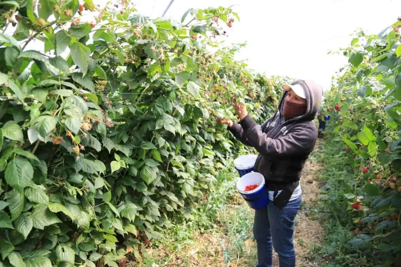 Cultivo de zarzamora.  México es el principal productor mundial