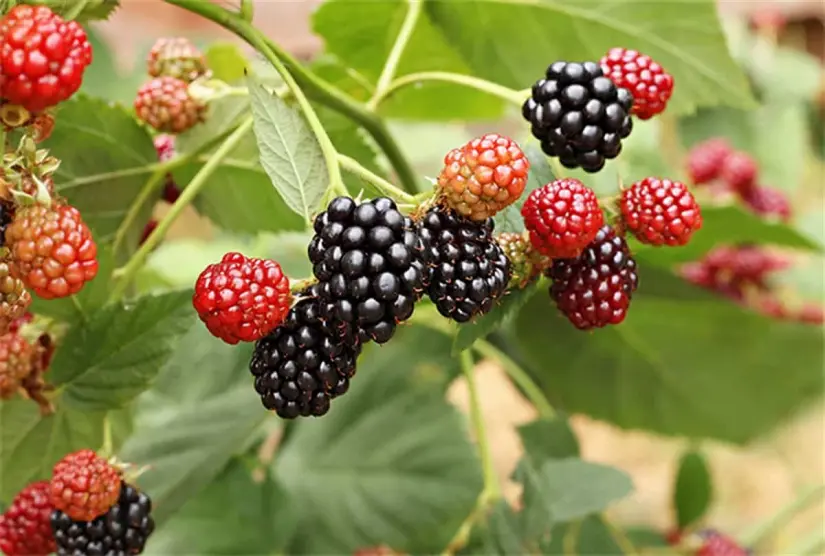 Zarzamora, la frutilla con propiedades beneficiosas para la salud