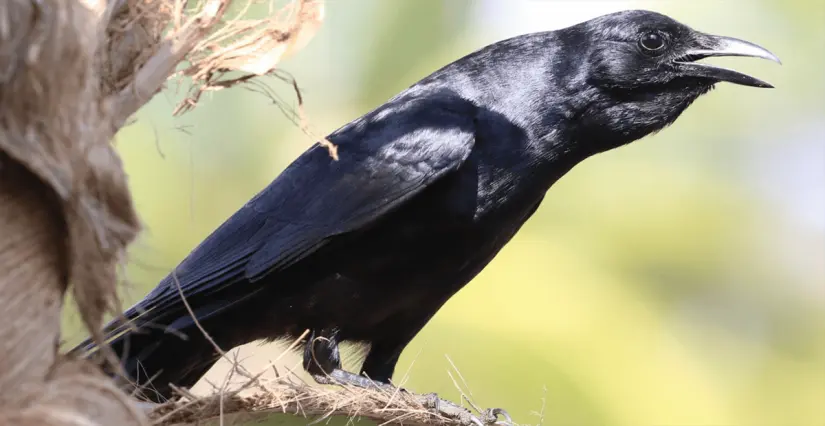 Cuervo Sinaloense (Corvus sinaloae). Foto eBird. Alfredo García