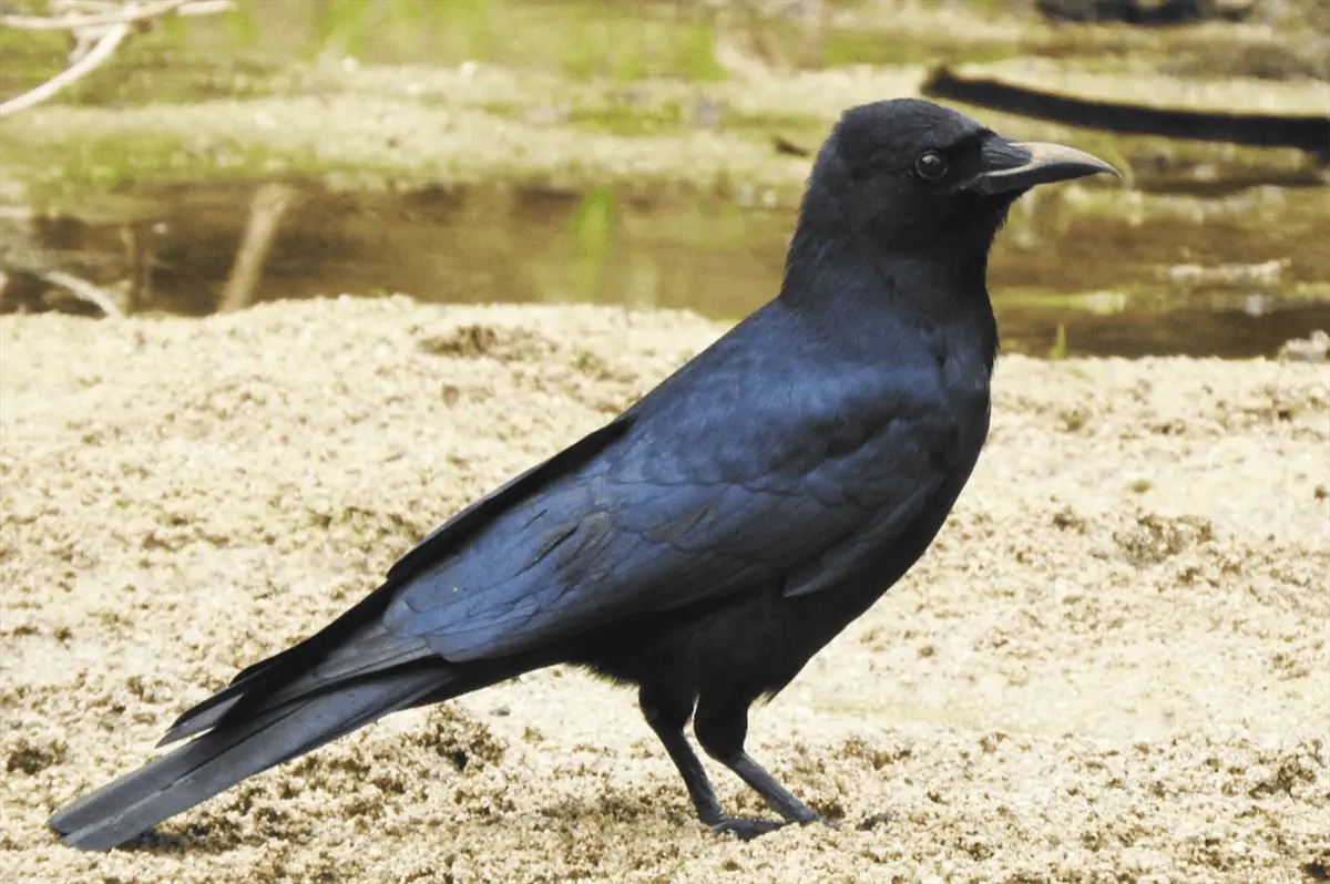 Cuervo Sinaloense (Corvus sinaloae) en humedal. Foto eBird. Cole Gaerger