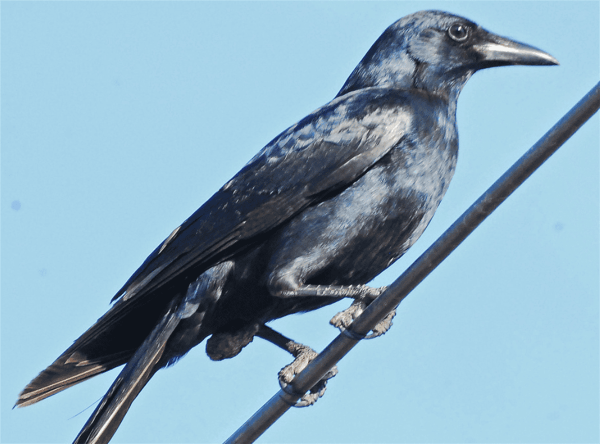 Cuervo sinaloense (Corvus sinaloae). Foto iNaturalist.Ecuador
