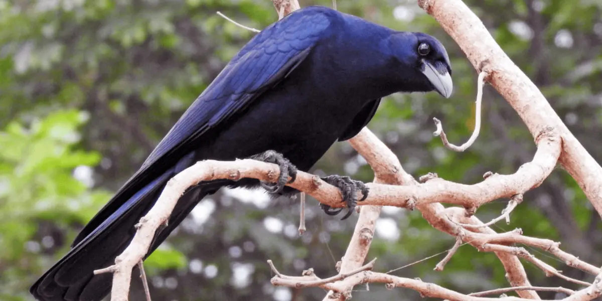 El cuervo sinaloense (Corvus sinaloae). Foto Cole Gaerber. eBird.org